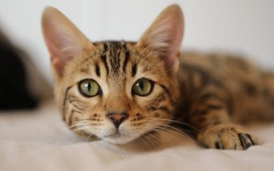 3 Tips To Make Your Cat’s Vet Visit Less Stressful