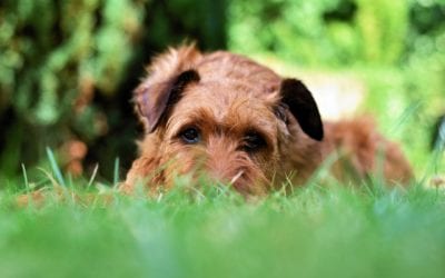 Common Garden Items Toxic to Pets