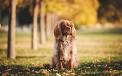 Fall Safety Tips for Pets