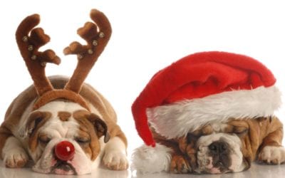 Holiday Hazards For Your Pet