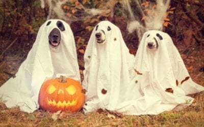 Pet Halloween Health Tips