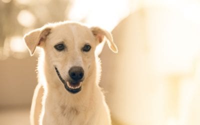 New Year’s Resolutions: Ideas For Your Pets