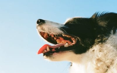 4 Facts Every Pet Owner Should Know About Fractured Teeth