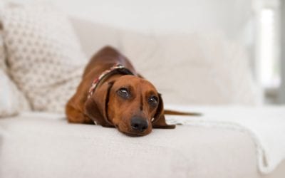 How Your Pet’s Mental Health is Linked to Overall Well-Being