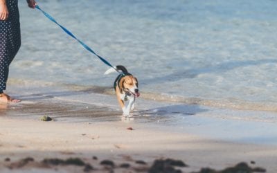 The Basics of Leash-Training Your Pet