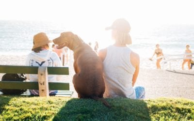 The Dog Owner’s Guide to a Canine-Friendly Spring Break