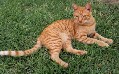 Protecting Your Pet From Parasites This Spring