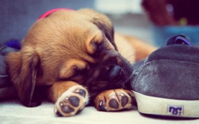 How You Can Help Socialize Your Puppy