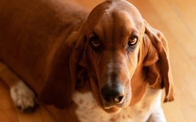 Common Myths About Heartworm