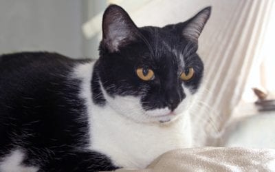 What are the Signs of Cognitive Dysfunction in Pets?