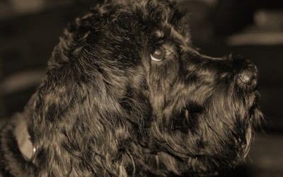 Create a Pet First Aid Kit