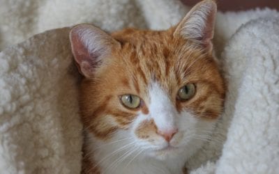 5 Reasons to Adopt a Senior Pet