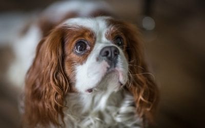 Thanksgiving Treats for Your Pet