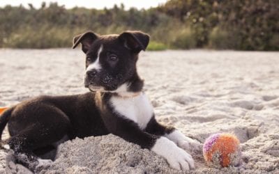 Summertime Activities for You and Your Pets