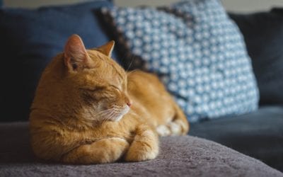 Tips for Managing Your Cat Allergies