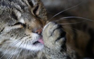 Are Hairballs Normal for Cats?