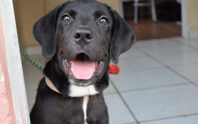 3 Easy Steps to Teach Your Dog Not to Jump