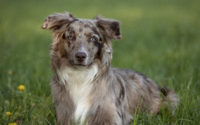 Help! My Pet Ate a Toxin!