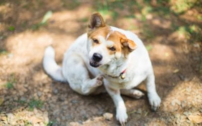 Scratching your Dog’s Itch: Your Guide to San Diego Allergies in Pets