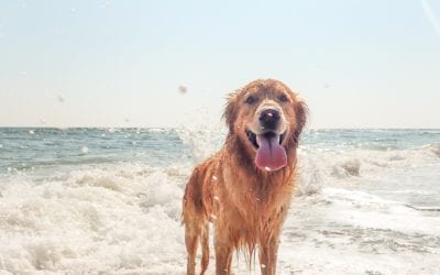 Keeping Pets Protected From the Sun