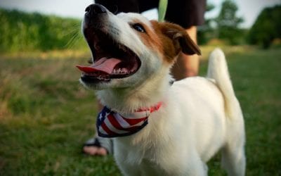 Our 3 Best Tips for Keeping Your Pet Cool This Summer