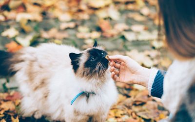How To Keep Pets Safe Through the Fall Season