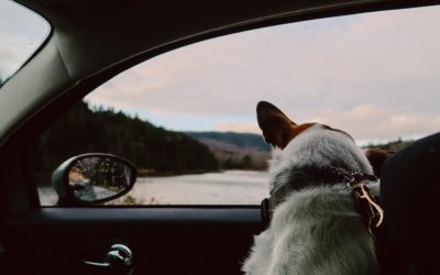 Top Travel Safety Tips For Pets