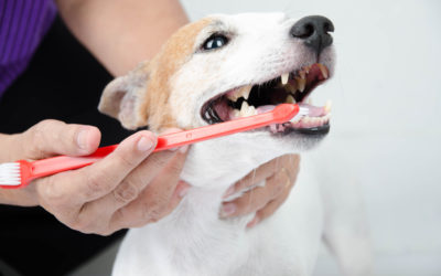 5 Essential Dental Health Habits For Your Pet