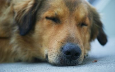 Four Signs of Pain In Our Pets