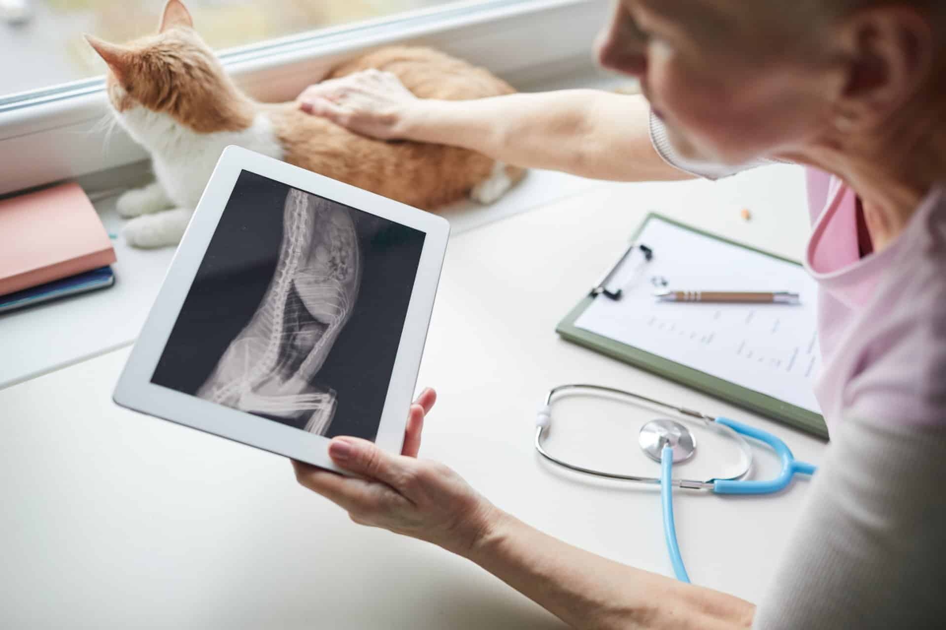 Veterinarian holding tablet showing cat X-ray while examining orange and white cat on windowsill