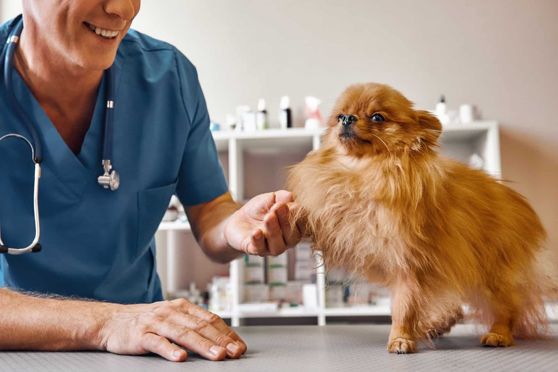 Veterinarian in blue scrubs examining fluffy Pomeranian dog on clinic table during check-up