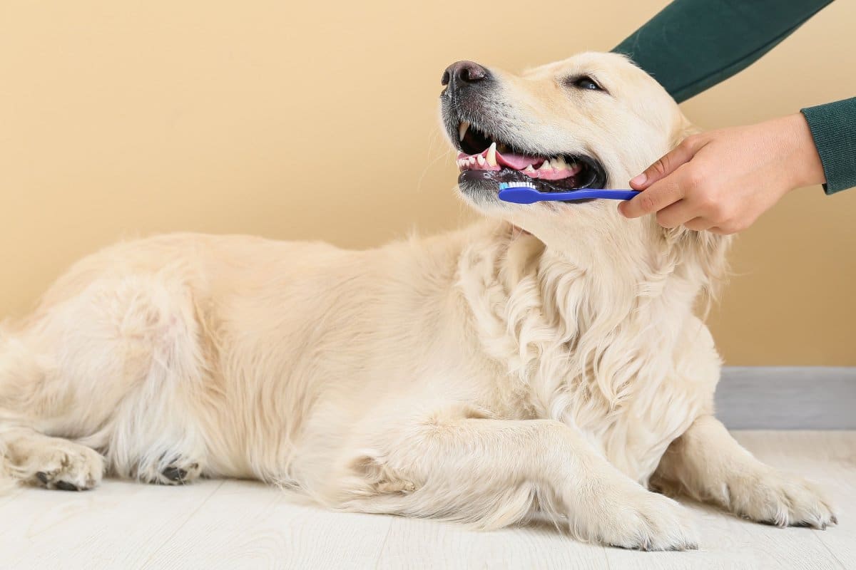 Golden Retriever having teeth brushed with blue toothbrush during home pet dental care routine