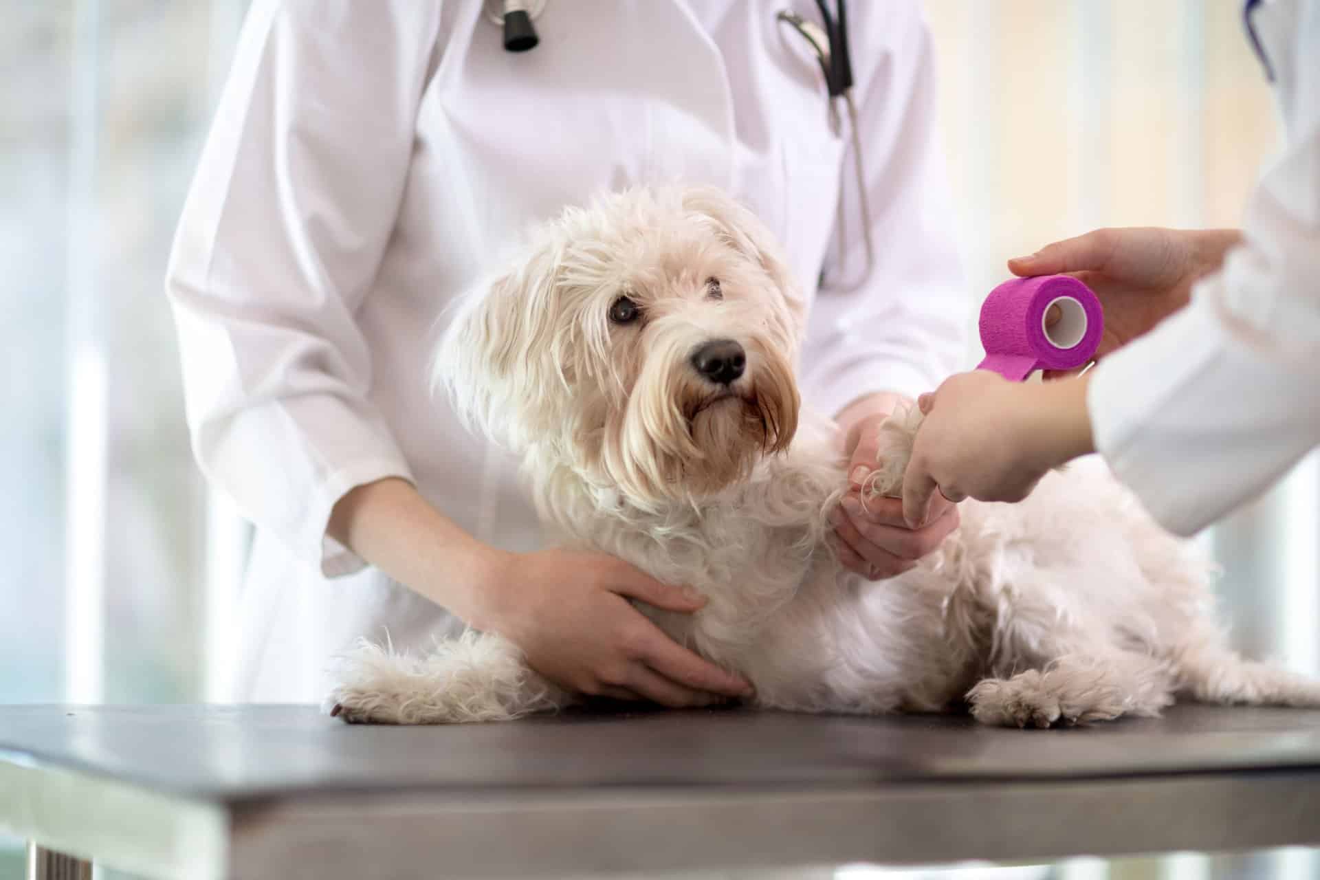 Veterinarians wrapping injured dog's paw with pink bandage during a checkup on exam table