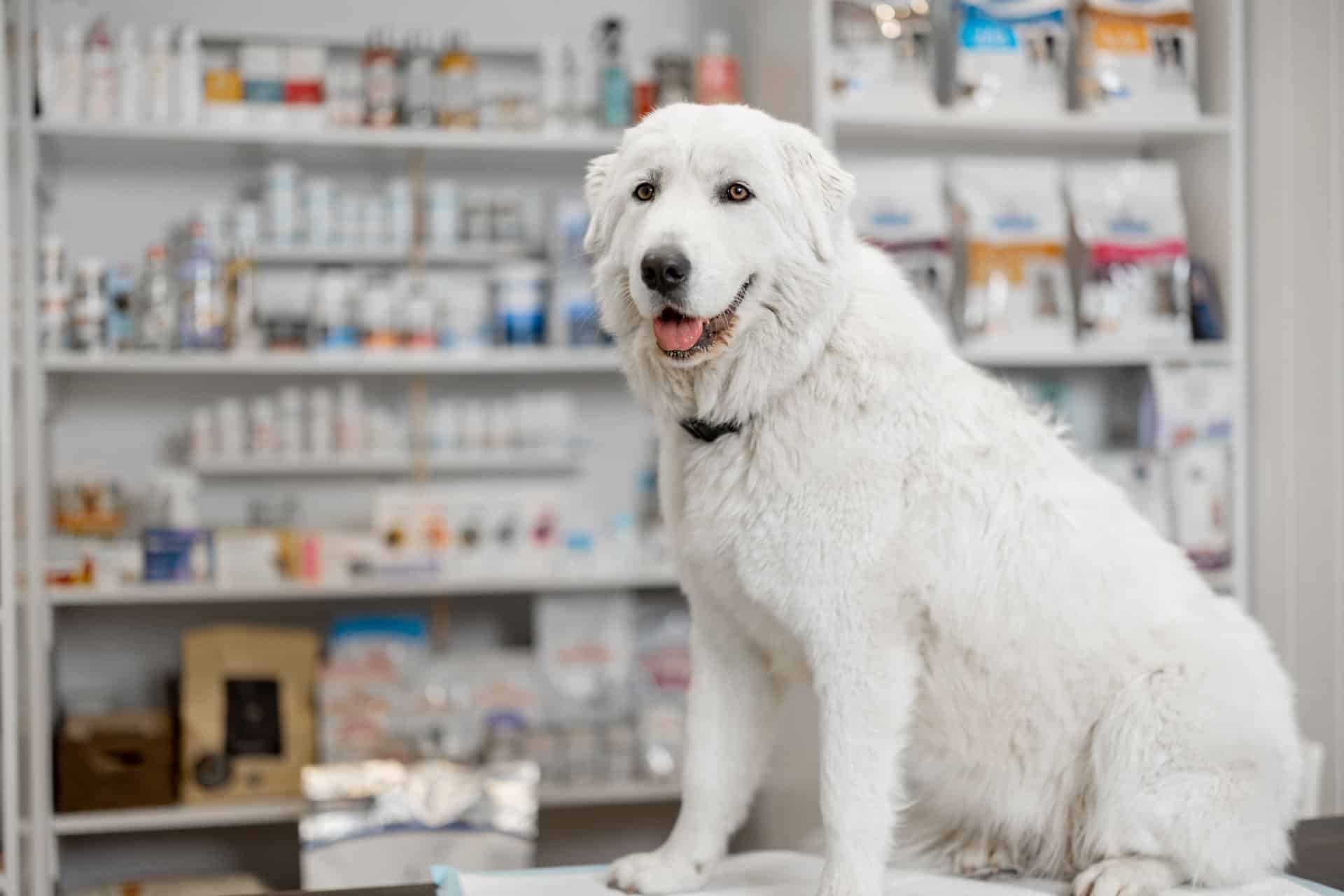 Large white fluffy dog sitting on exam table in veterinary pharmacy with shelves of pet products behind