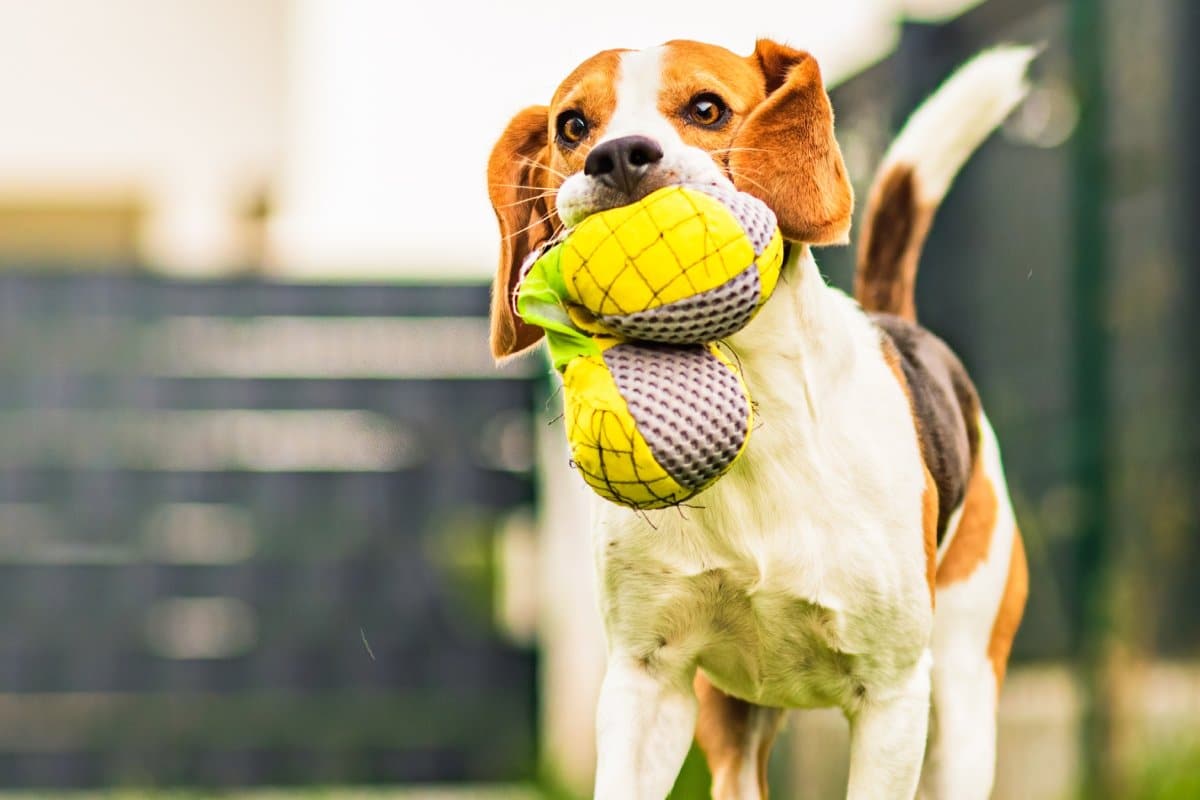 Beagle dog running outdoors with a yellow plush toy in its mouth during playtime
