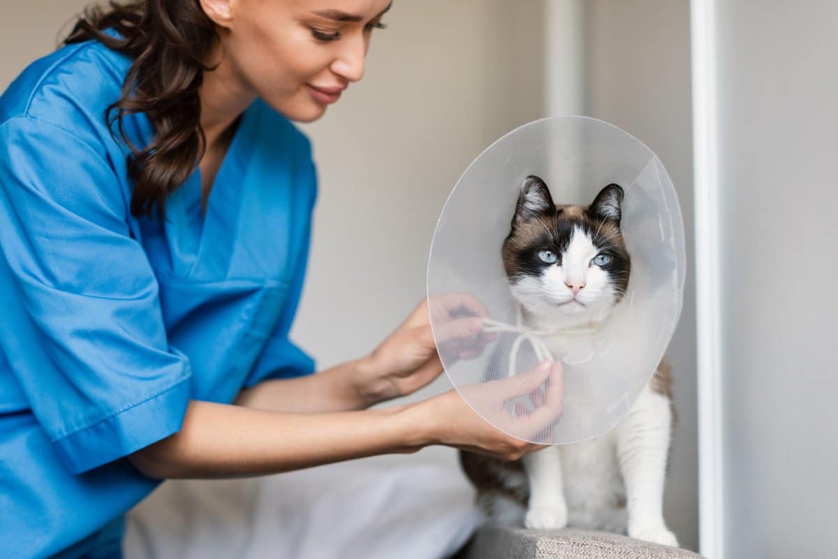 Veterinarian adjusting recovery cone on a Siamese cat after surgery in a veterinary clinic