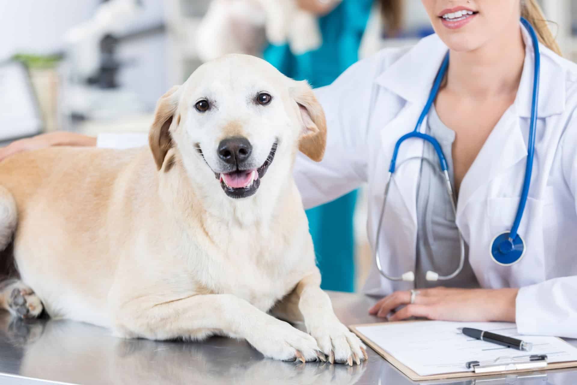 Happy Labrador retriever lying on exam table next to female veterinarian in white coat with stethoscope
